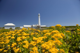 Leuchtturm in Südafrika/11144776