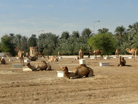 Kamelfarm in Bahrain/11151508