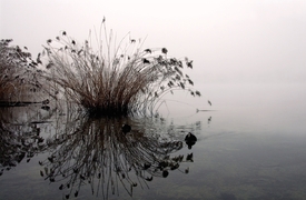 Mystic/11151846