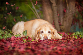 Rot-Goldener Herbst/11159886