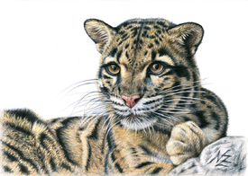 Nebelparder - Clouded Leopard/11164028