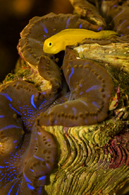 Gelbe Korallengrundel auf Mördermuschel/11165524