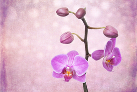 Der Orchideenbaum/11185696