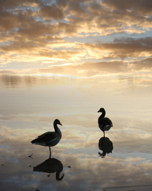 Abends am See/11212852