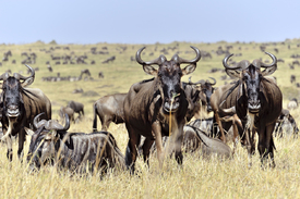 Gnus in der Masai Mara/11224150