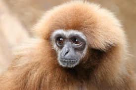 Weißhandgibbon/11236550