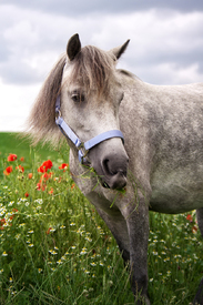 Welshpony im Mohnfeld/11348300