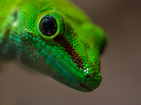 Phelsuma grandis  Großer Madagaskar-Taggecko/11380855