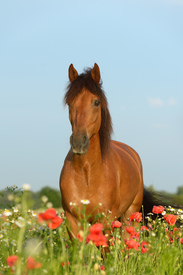 Paso Fino Pferd im Mohn/11394991