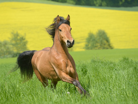 Haflinger-Pony-Mix galopiiert auf der Weide/11400615