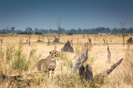 Big Cat Paradise/11406126