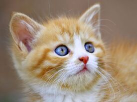 blue eyes/11423348