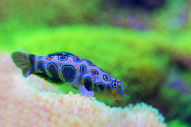 LSD-Leierfisch/11434032