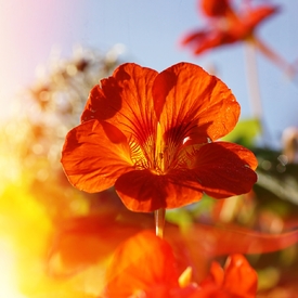 Tropaeolum/11458035