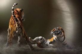 Tigerzoff/11470504