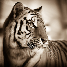 Panthera tigris altaica/11481242