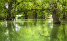 Hochwasser im Wald 01/11498251