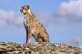 Gepard auf Fels/11522513