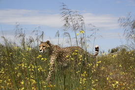 Gepard im Gras/11528542