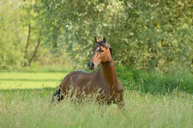 Paso Fino Hengst/11534166