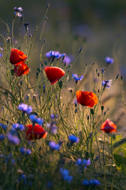 Poppies and cornflowers/11540208