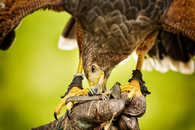 Raubvogel Fütterung/11553290