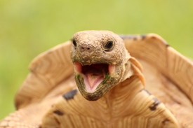 Schildkröte im Liebesrausch/11557069