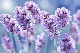 Lavendel/11557138