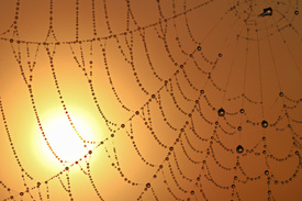 Das Spinnennetz im Sonnenaufgang/11568200