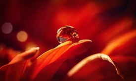 Herbsttropfen/11569942