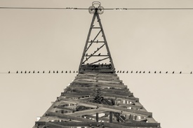 Vögel/11579296