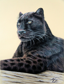 Panther - Jaguar/11581852