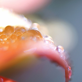 Regenblüte/11593076