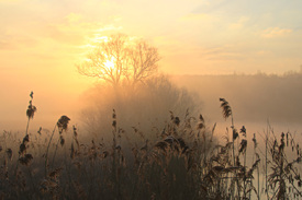 Schilfgras am Fluss/11599150