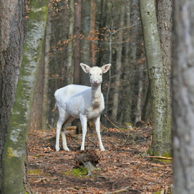 .. ein Rehlein steht im Walde ../11599836