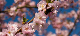 Herr Hummel im Meer der Kirschblüte/11600576