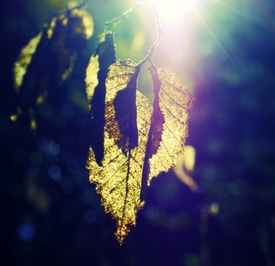 Leaf at Cemetary/11605829