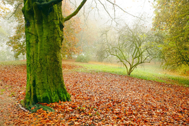 Endgültig Herbst/11618809