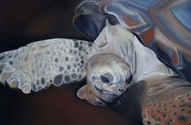 Seychellen-Riesenschildkröte/11630275