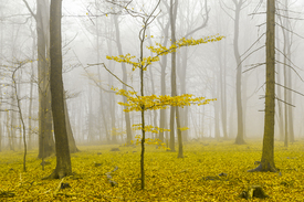 Fantasiewald mit nebel und gelbem Laub/11631955