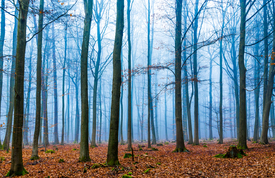 Zauberwald im nebel in blau und orange/11631963