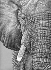 Afrikanischer Elefant - African Elephant/11637425