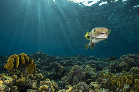 Kugelfisch/11668982