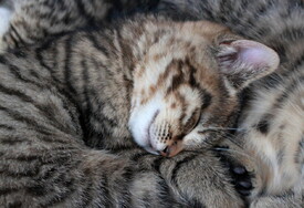 Katzenbabys schlafen/11669082
