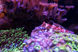 Stern-Mandarinfisch - Synchiropus stellatus/11676132