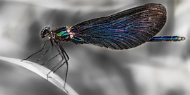 Blauflügel-Prachtlibelle Calopteryx virgo/11681226