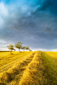 Landschaft im goldenen Glanz/11687794