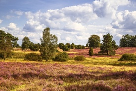 Lüneburger Heide   /11690558