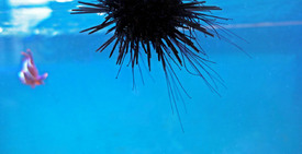 Seeigel/11703160