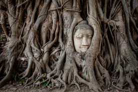 Buddha in Ayutthaya/11707556